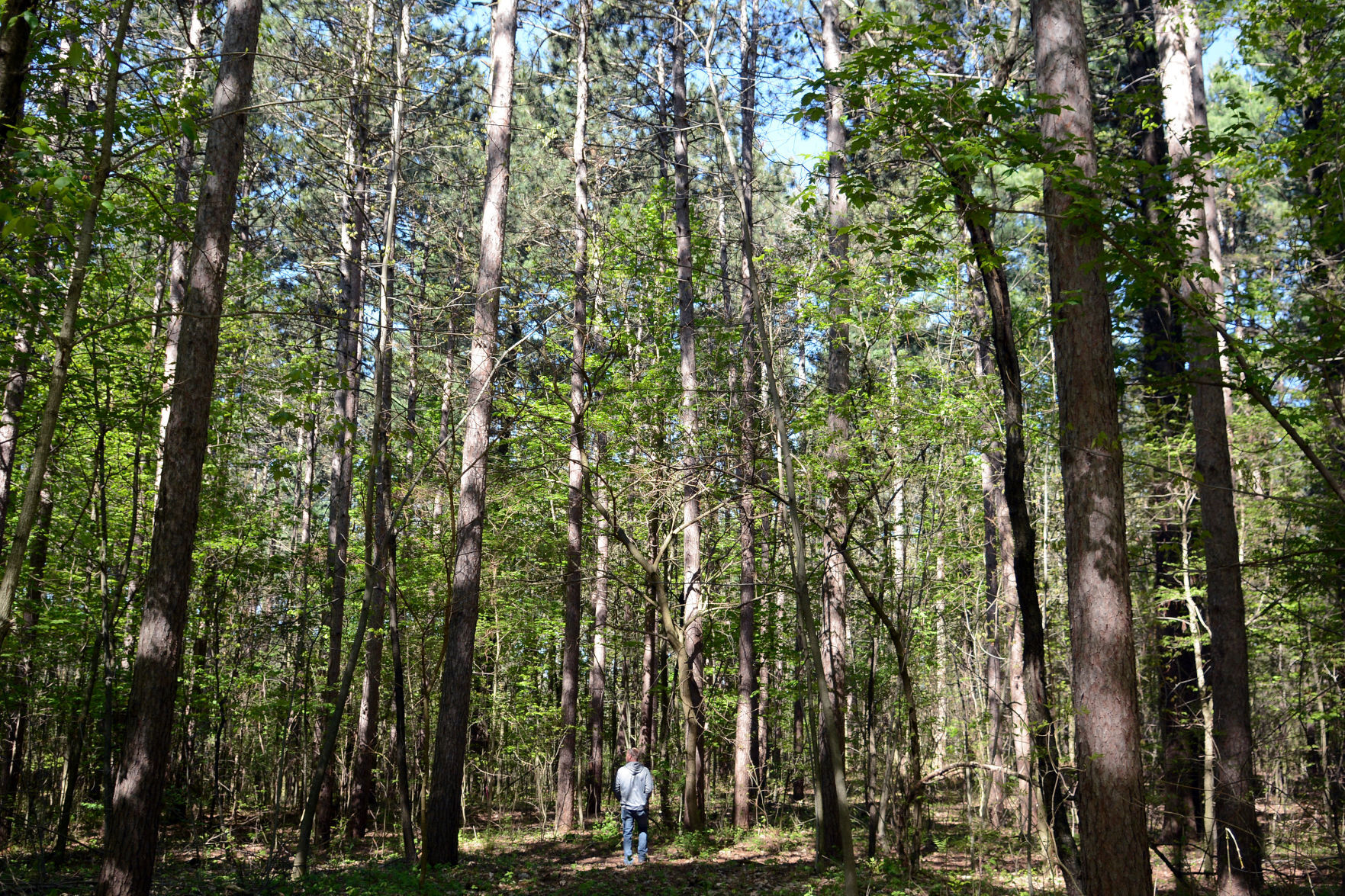 West Baraboo Village Forest